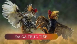 Áp Dụng Cách Chơi Đá Gà GA28 Tại Bon68 Cực Hiệu Quả