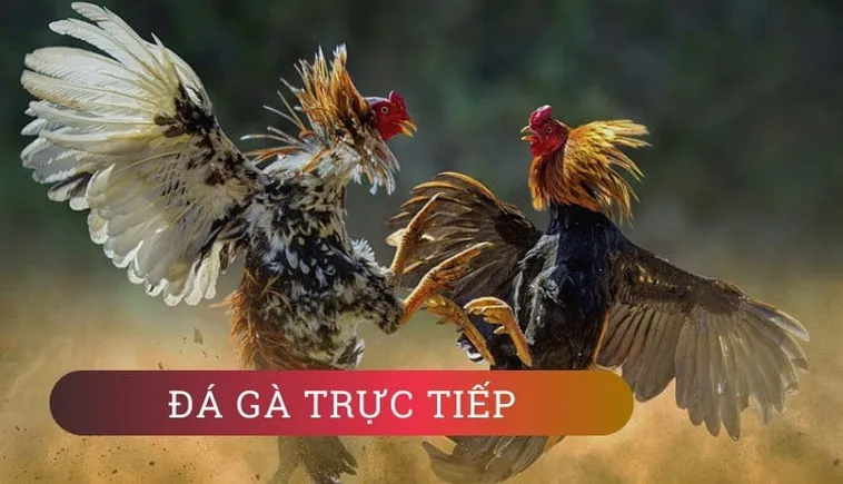 Áp Dụng Cách Chơi Đá Gà GA28 Tại Bon68 Cực Hiệu Quả
